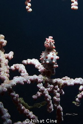 Confounded pregnant pygmy seahorse telling me "ooouuuu!!!" by Nihat Cine 